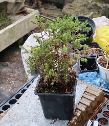 picea glehnii 2019 10 17 002