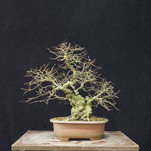 carpinus coreana 2024 01 01 (1)