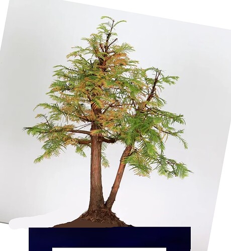 __________DSCN031virt