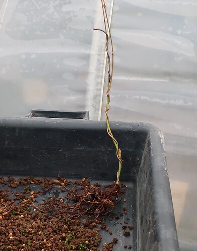 acer palmatum katsura 2021 02 22 002