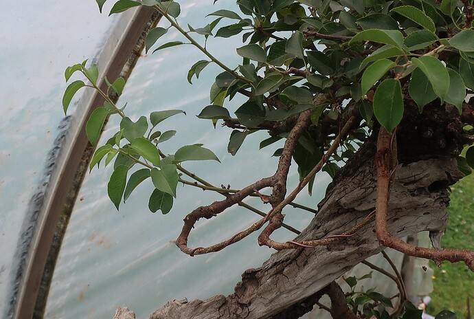prunus mahaleb ikigai 2024 07 16 (2)