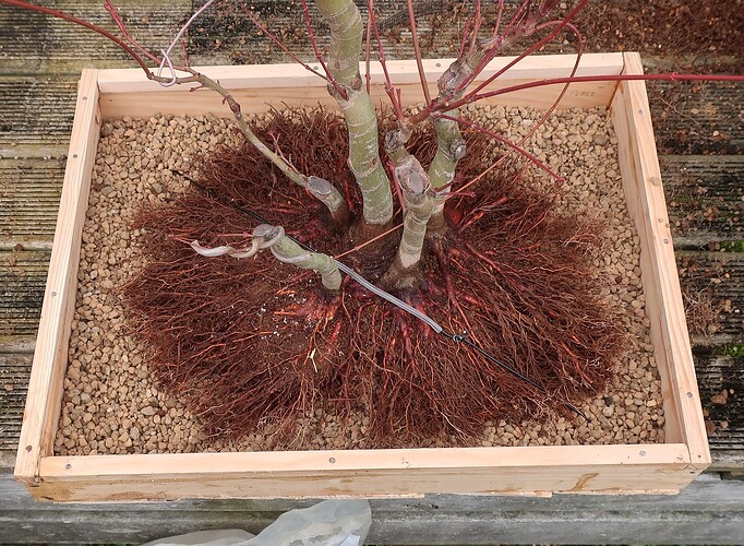 acer palmatum katsura 2024 02 15 (17)