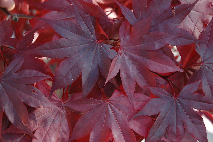 Acer_Palamtum_BlooGood