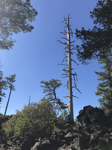 pin ponderosa