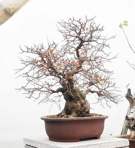 carpinus coreana 2024 12 11 (1)