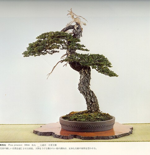 picea kokufu56