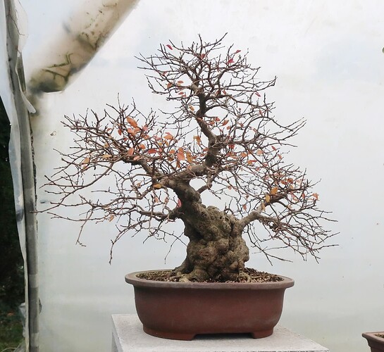 carpinus coreana 2024 12 11 (4)