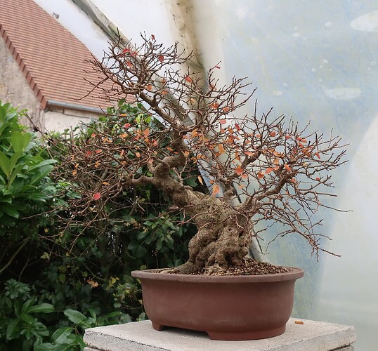carpinus coreana 2024 12 11 (10)