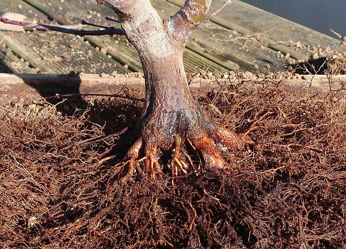 acer palmatum beni chidori 2021 02 24 (6)