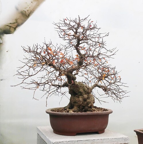 carpinus coreana 2024 12 11 (3)