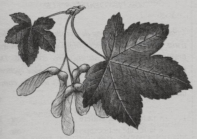 Syco feuilles et samares 1