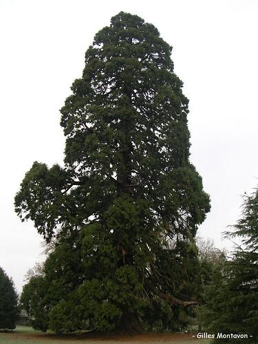 le-sequoia-du-chateau-de-la-belle-poule-2