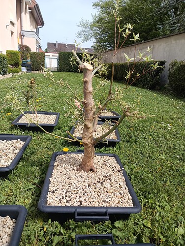 IMG_20240407_124725_691