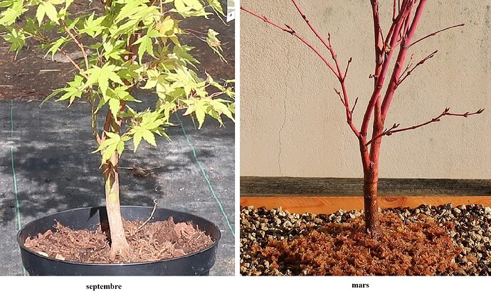 acer palmatum senkaki 2021 09 29 (3)