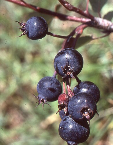 fruits2