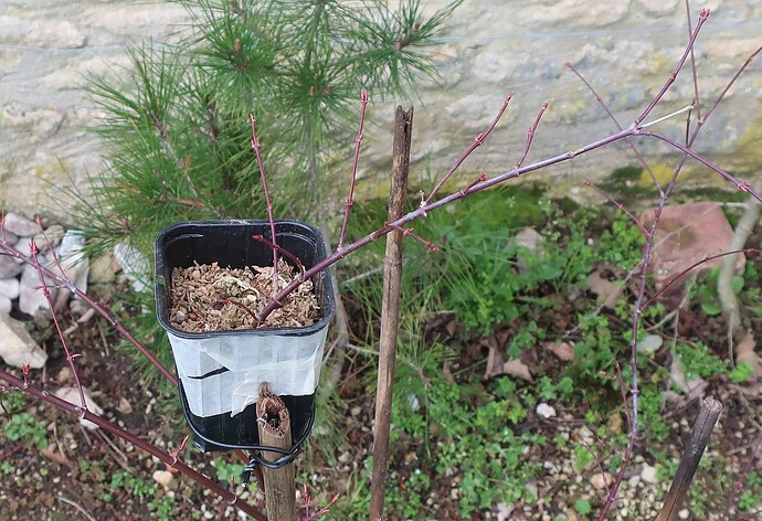 acer palmatum arakawa 2024 02 27 (5)