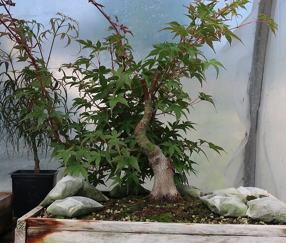 acer palmatum beni chidori 2022 08 29 après coupe cime