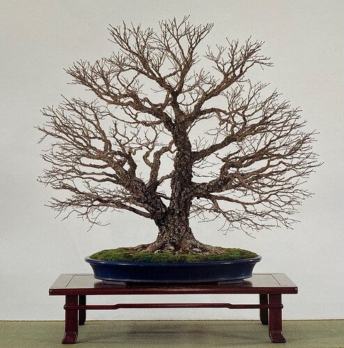 acer palmatum arakawa