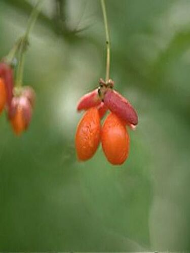 fruit_fusain-aile1