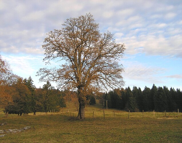 032bisbisbister 4