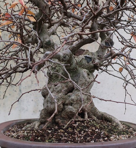 carpinus coreana 2024 12 09 (12)