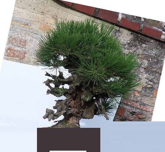 pin thunberg corticosa 2023 12 29 (2virt2)