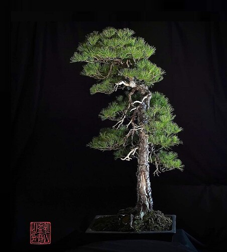 pinus pentaphylla de Minoru akiyama, le beau fils de kobayashi