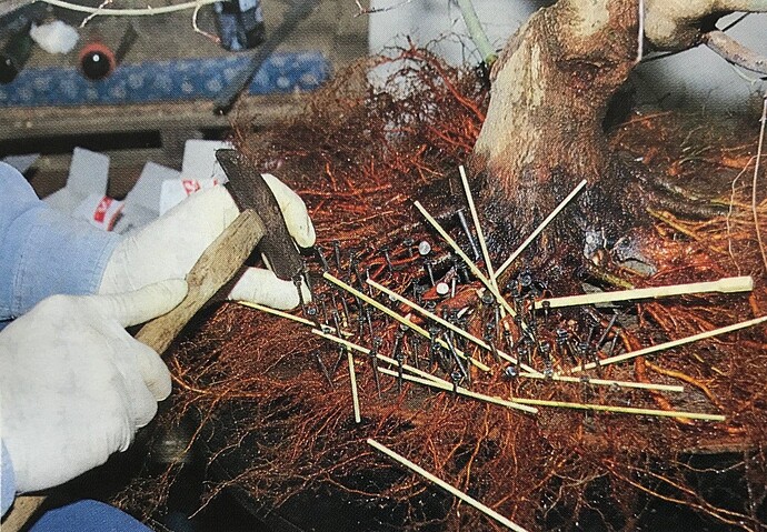 Ebihara peripheral roots3