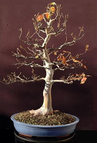 stewartia_bonsai