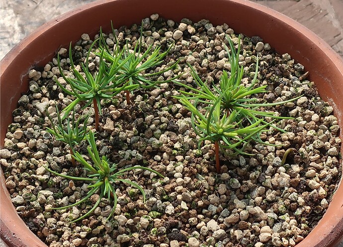 pinus pentaphylla semis 2024 08 01 (1)