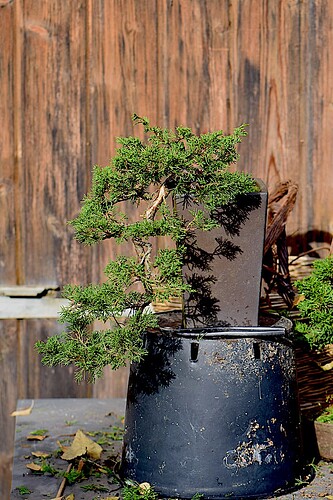 DSC_0031 copie