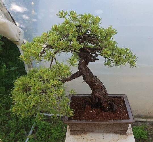 pinus pentaphylla shari 2024 05 22 (2 après arrosage)