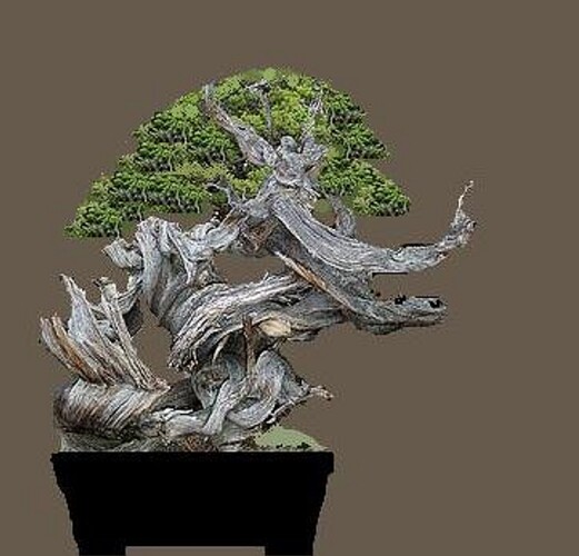 juniperus américain incroyable virt