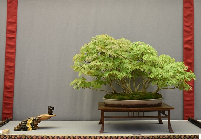acer palmatum maulevrier 2024