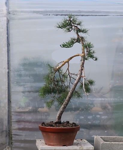pin sylvestre lettré 2024 10 17 (3virt2)