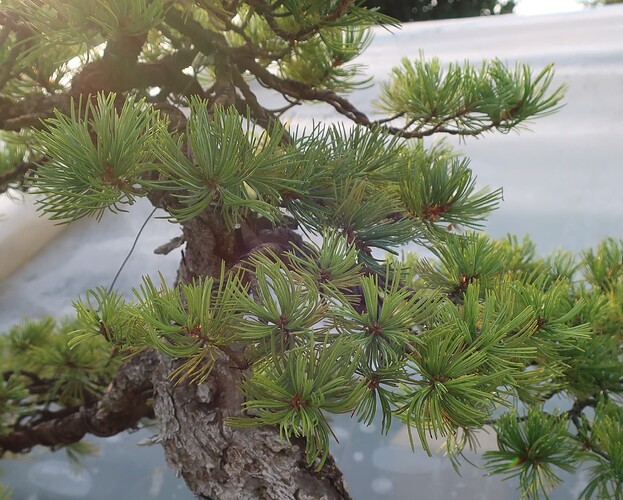 pinus pentaphylla shari 2024 08 28 (2)