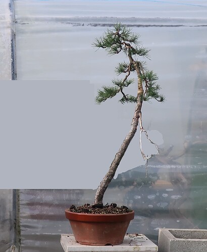 pin sylvestre lettré 2024 10 17 (3virt3)