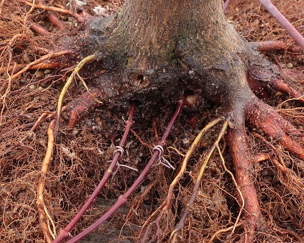 acer palmatum beni chidori 2024 02 21 (6)