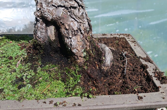 pinus pentaphylla shari 2024 05 16 (4)
