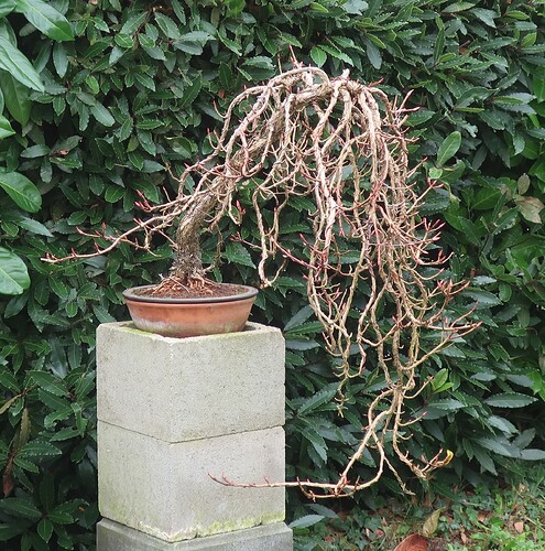 hydrangea petiolaris cordifolia 2024 11 07