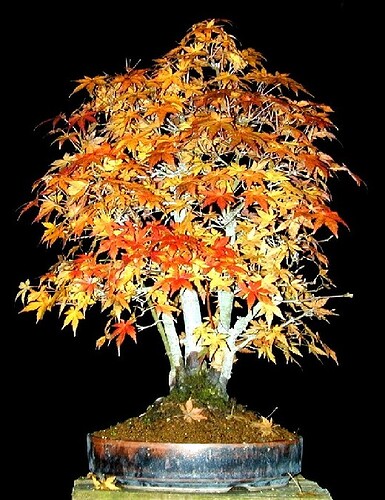 Palmatum_multitroncs_