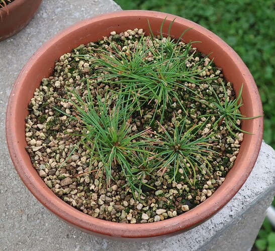 pinus pentaphylla semis 2024 11 07