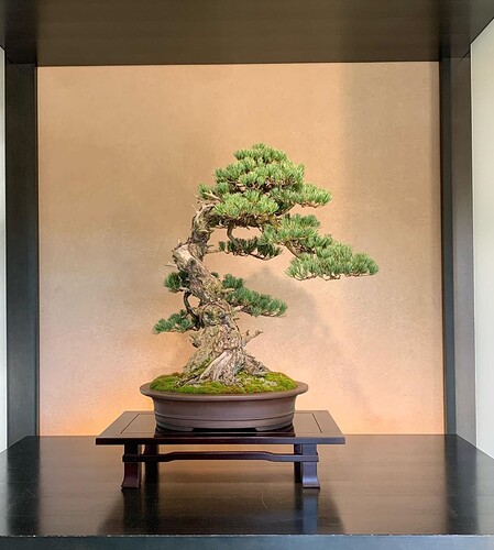 pinus pentaphylla daiki Abe