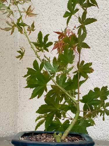 IMG20240818180132