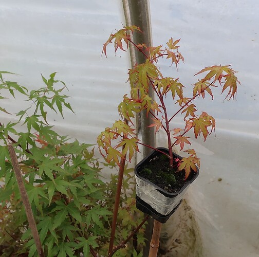acer palmatum arakawa 2024 05 28 (3)