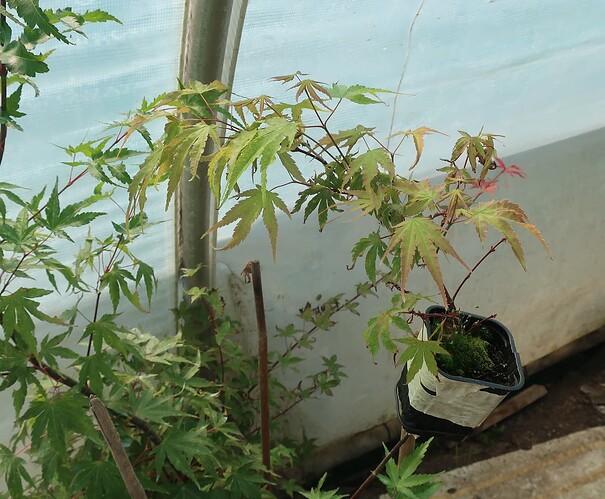 acer palmatum arakawa 2024 08 01 (1)