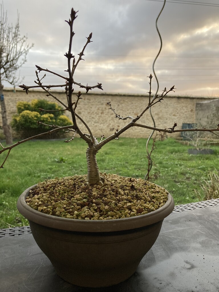Mes Racines Un chêne de mes racines… - Page 2 - Vous et vos arbres - ParlonsBonsai