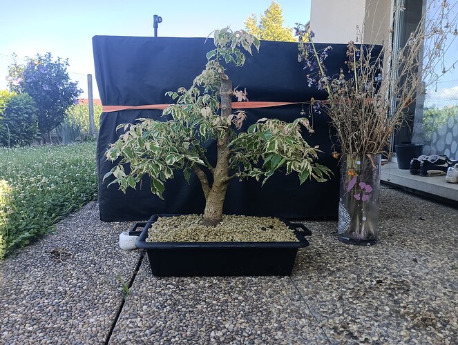 IMG_20240714_091318_193