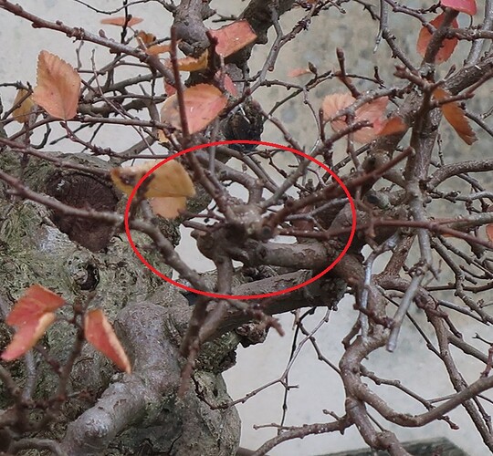 carpinus coreana 2024 12 09 (13virt)