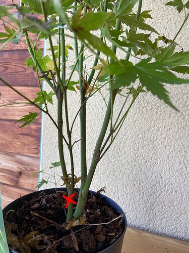 photo_3